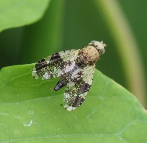 Réf. 233 934 : Tephritis formosa